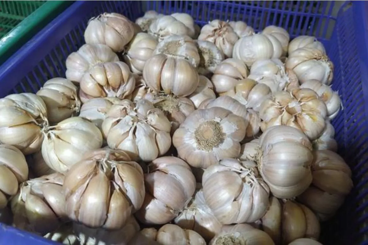 Update Harga Pangan 11 Juni 2026: Bawang dan Beras Merangkak Naik