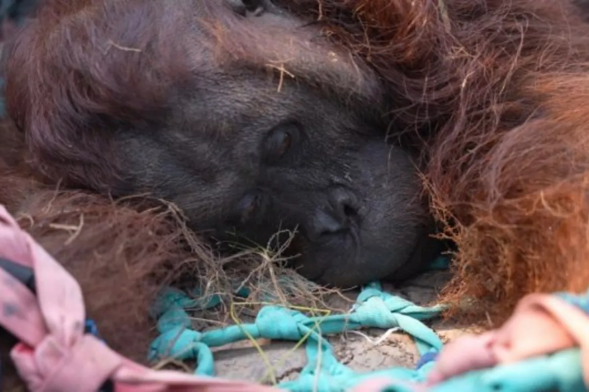 BKSDA dan YIARI Evakuasi Orangutan Akibat Asap Karhutla di Kalbar