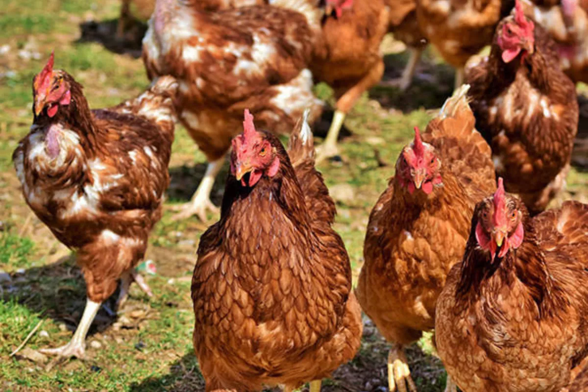 Kinerja JPFA Ditekan Harga Ayam Indo Premier Tetap Rekomendasi Beli