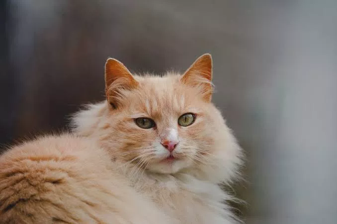 Ciri Kucing Anggora Sakit dan Langkah Pertolongan Pertama