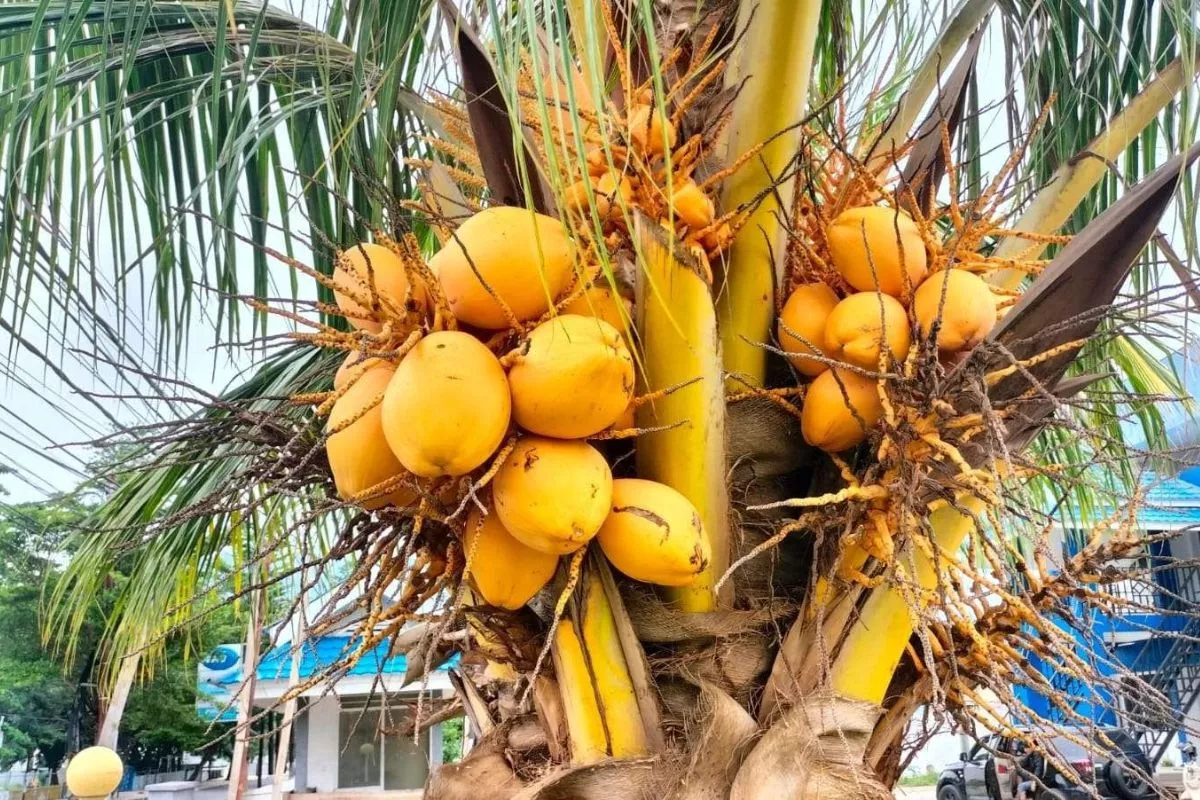 Deretan 5 Mitos Kelapa Kuning untuk Kesehatan dan Kesuburan