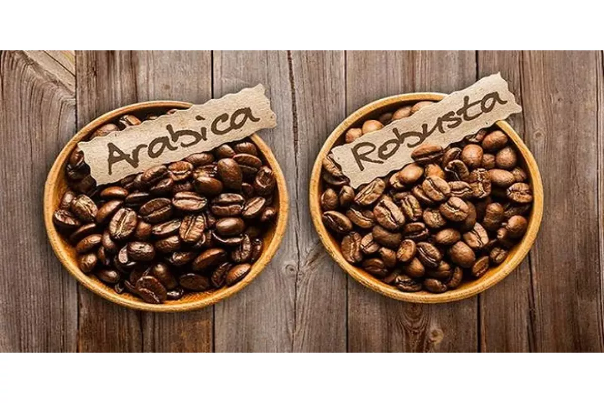 Peluang Ekspor Kopi Robusta Indonesia: Primadona Pasar Global 2026