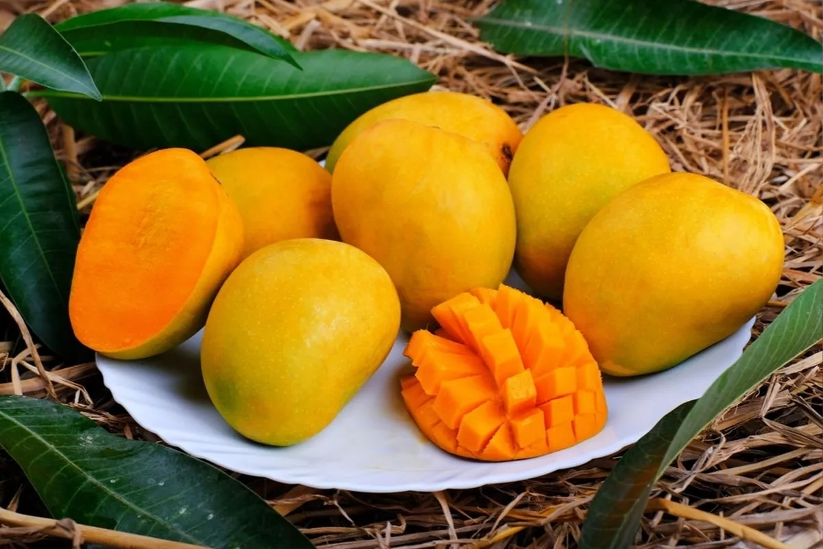 Panduan Praktis Cara Memilih Mangga Manis dan Matang Pohon
