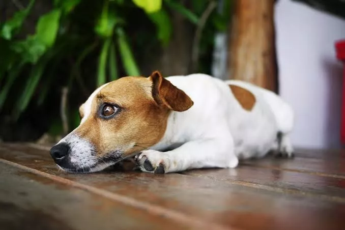 Daftar 7 Kebiasaan Pemilik yang Bikin Anjing Stres Menurut Pakar