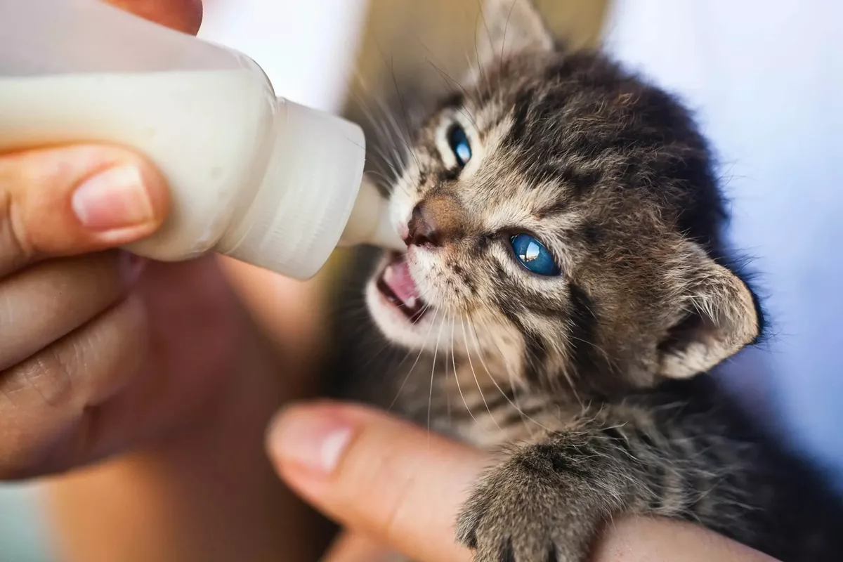 Panduan Takaran dan Memilih Susu Formula Anak Kucing 1 Bulan