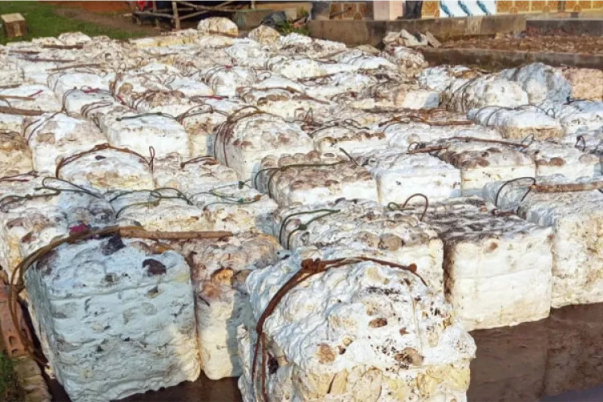 Harga Karet SGX Sicom Menguat Rp429 per Kg di Awal Pekan