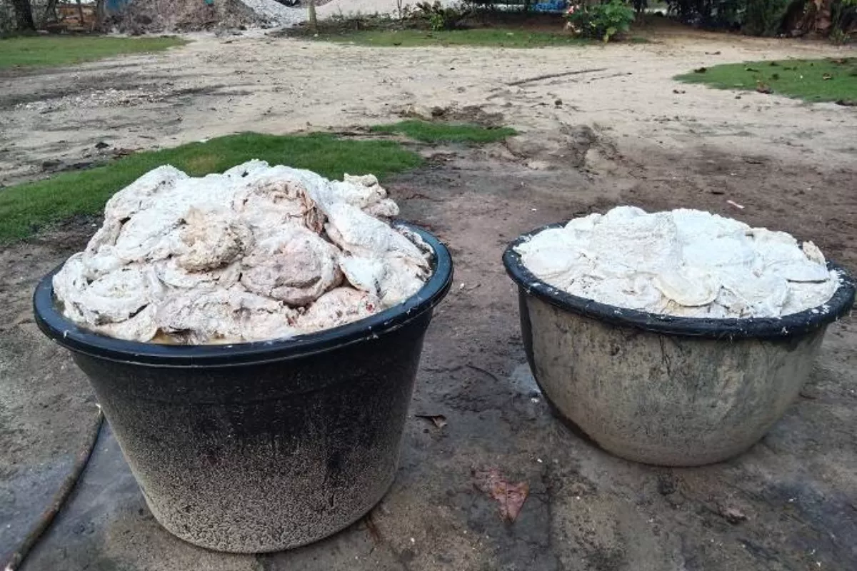 Karet Naik Jadi Rp 17.500/Kg, Petani Tanjung Medan Senang