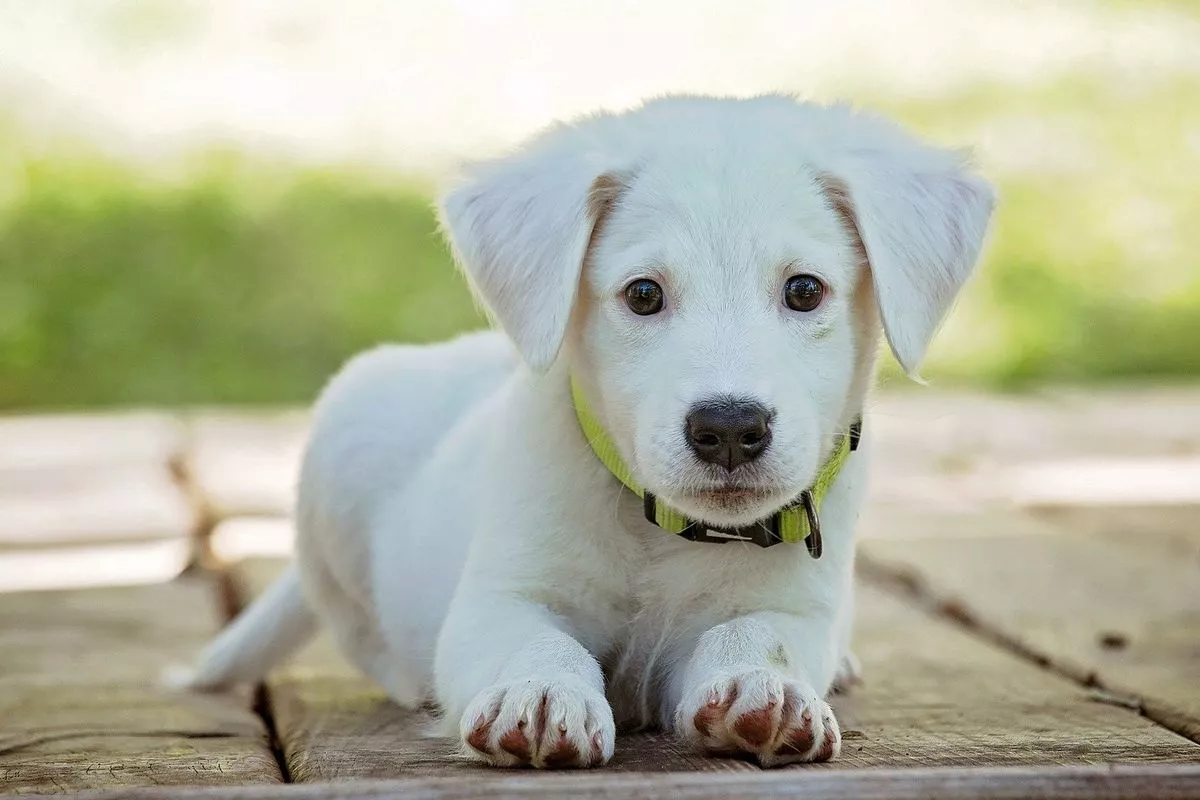 7 Hal Penting yang Perlu Dipertimbangkan saat Menamai Anjing Peliharaan