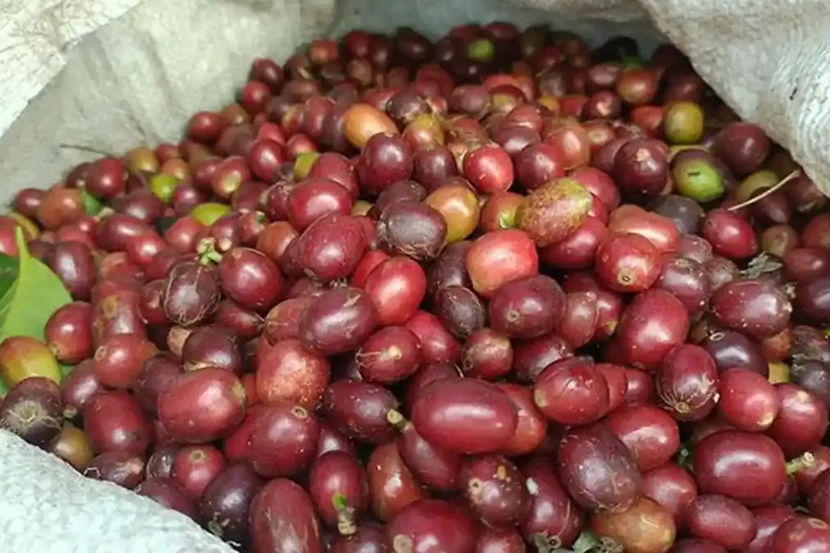 Harga Kopi Arabika Gayo di Aceh Tengah Stabil Hari Ini 15 Mei
