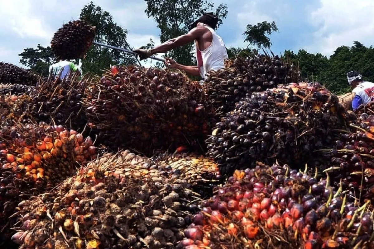 Harga TBS Sawit Jambi Periode 3-9 Juli 2026 Tembus Rp3.787/Kg