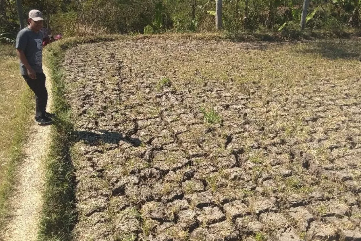 Kemarau Diperkuat El Nino, Tujuh Wilayah NTB Awas Kekeringan