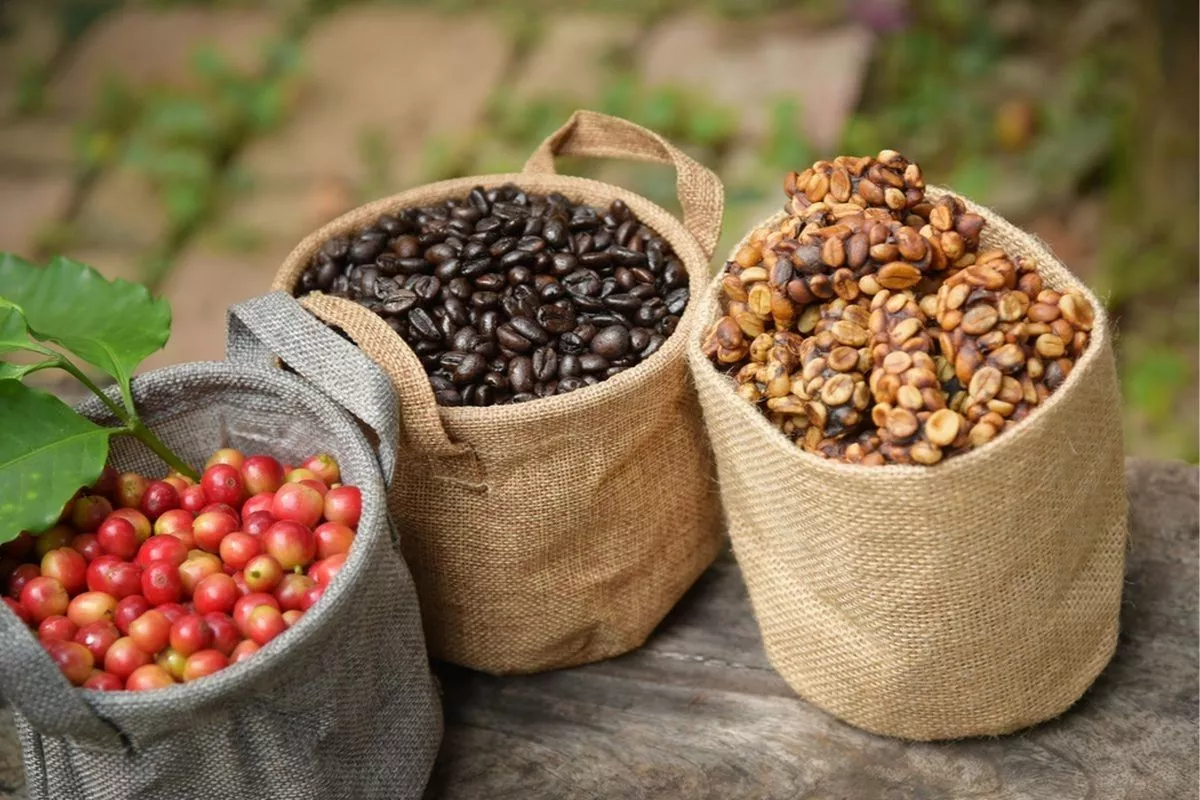Pasar Lesu, Harga Kopi Arabika dan Robusta Dunia Kompak Merosot