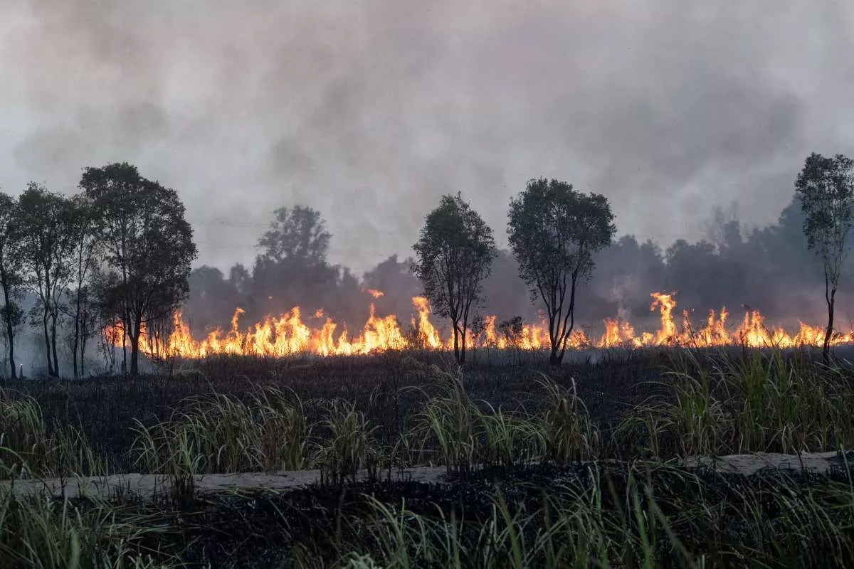 Saat El Nino Pemerintah Larang Bakar Lahan Berbasis Kearifan Lokal