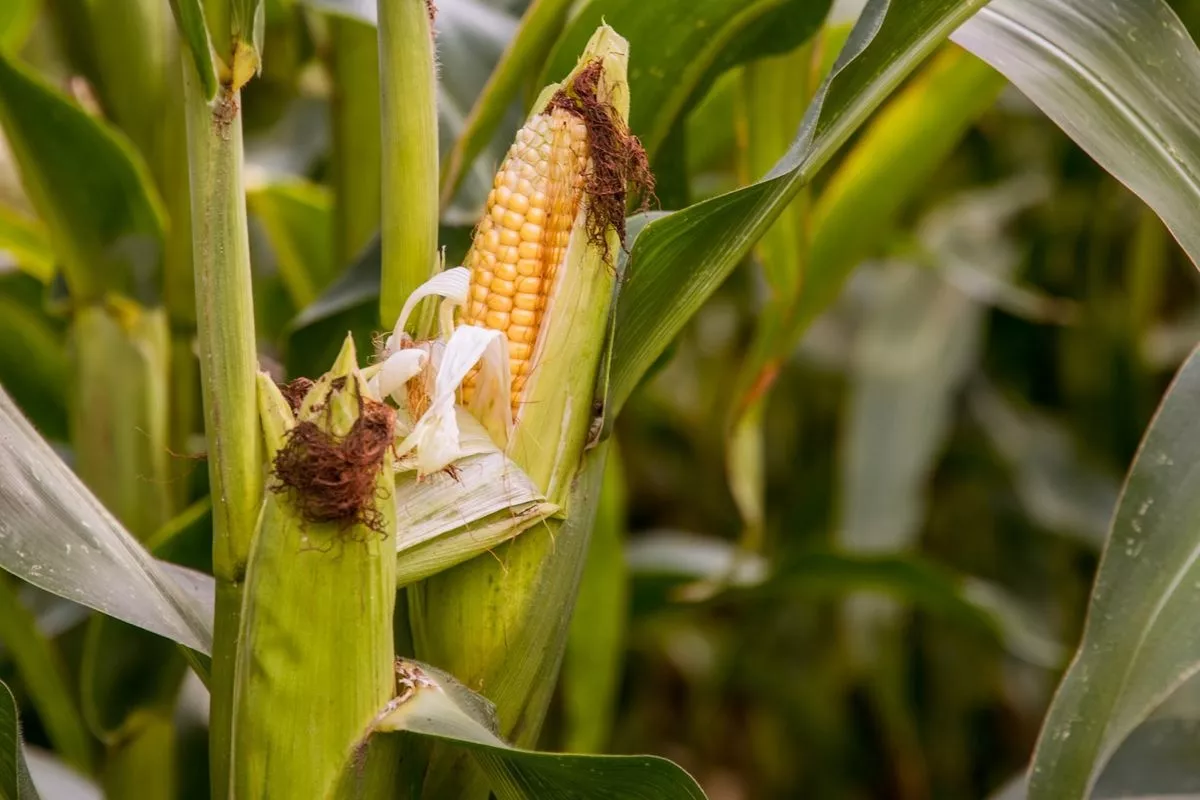 Daftar Enam Tanaman Berbahaya di Dunia Termasuk Jagung dan Tembakau