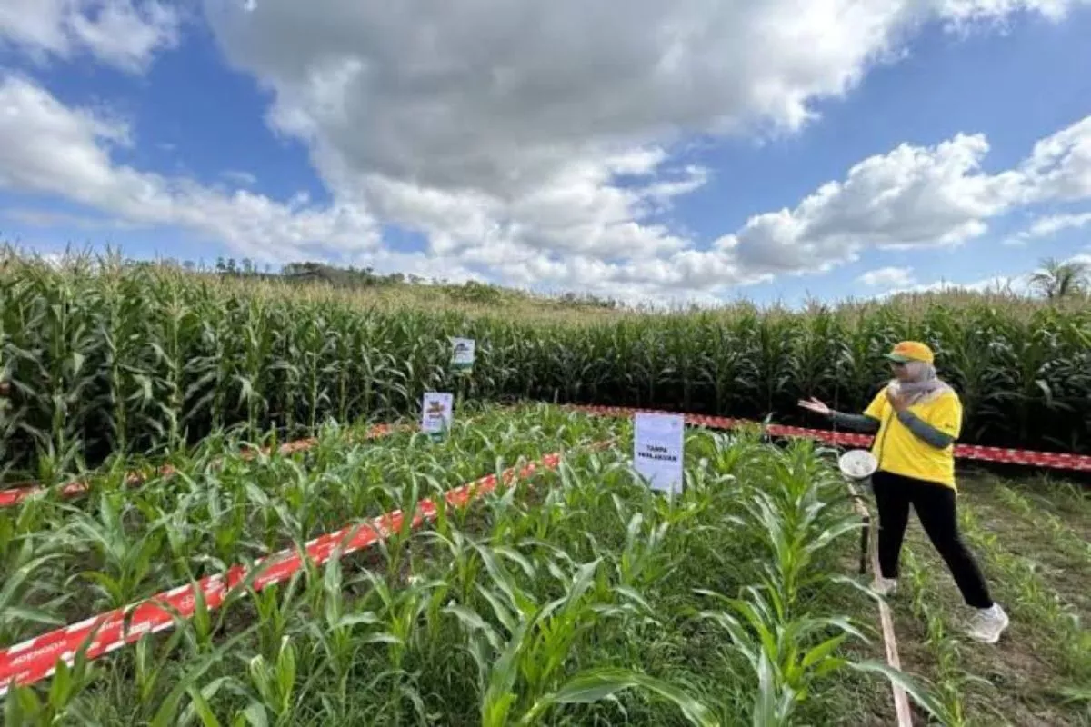Mentan Dorong Produksi Jagung Meningkat Lewat Bibit Unggul ITS
