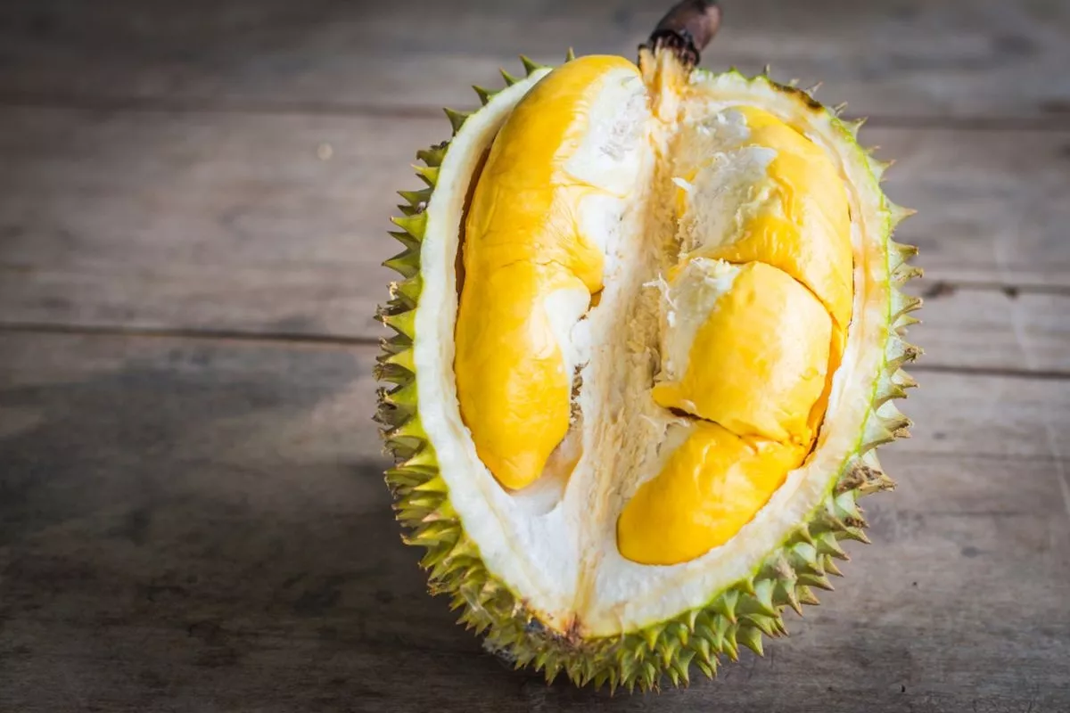 Kementan Salurkan 14 Ribu Bibit Durian Dukung Ekspor di Sulteng
