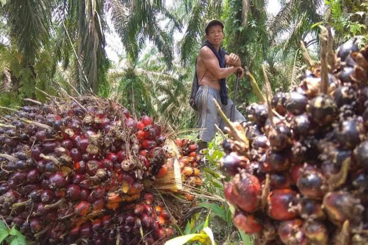 Harga TBS Sawit Sumut Naik Jadi Rp4.000/Kg Periode 26 Agustus-2 September