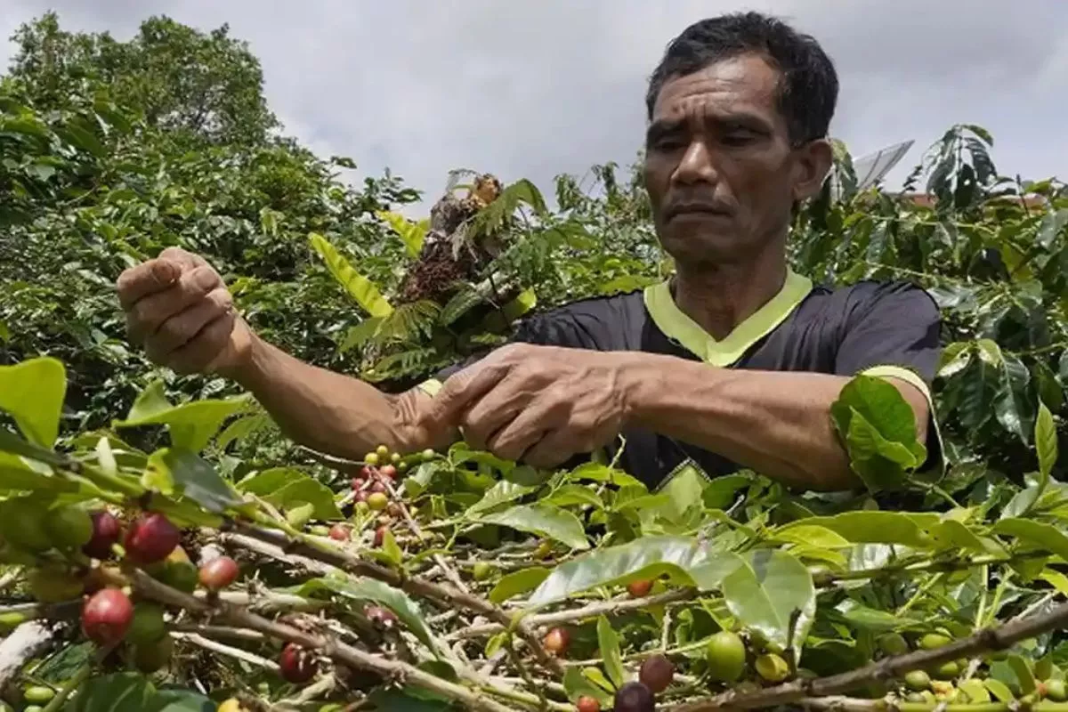 Pulihkan Ekologi dan Ekonomi, Kemenhut Fokus pada Kebun Kopi Gayo
