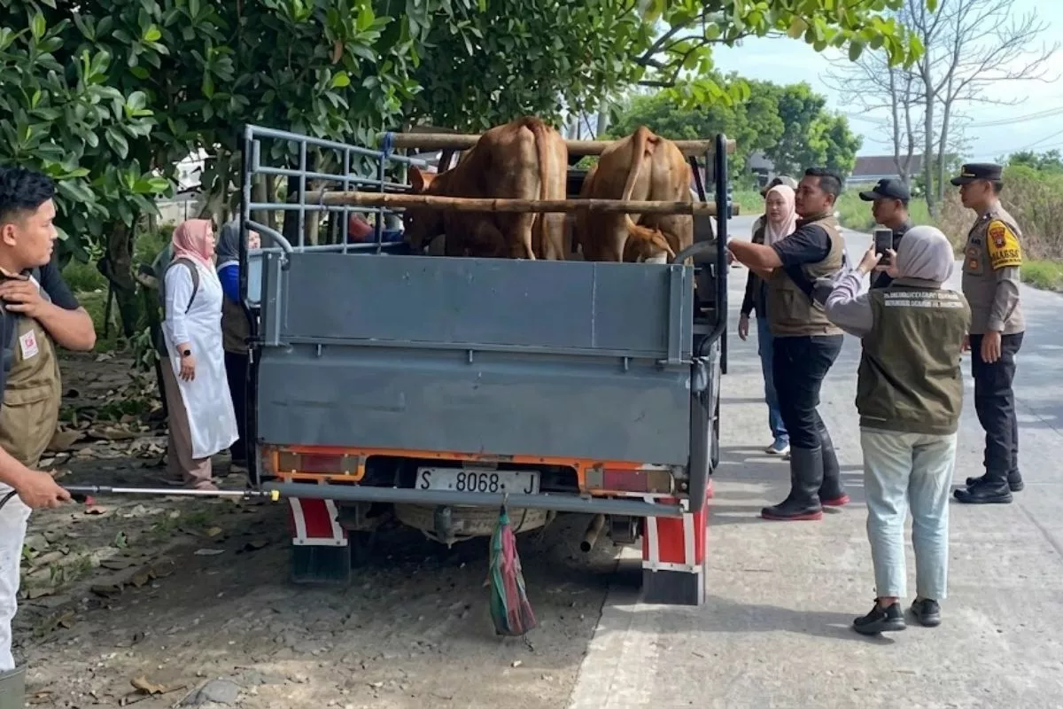 Jelang Iduladha, Sapi Blasteran Limusin Warga Lumajang Dicuri
