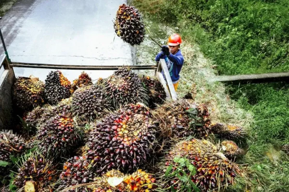 Harga TBS Sawit Pasaman Barat Rp3.789 per Kg, RPSM Paling Tinggi