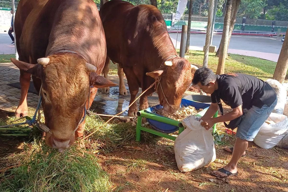 Sapi Limusin Betina di Lumajang Digondol Maling dari Kandang