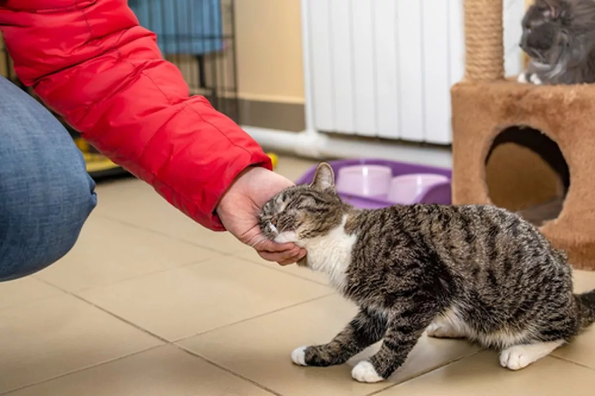 7 Bahasa Tubuh Kucing Ini Punya Makna Tertentu yang Wajib Dipahami