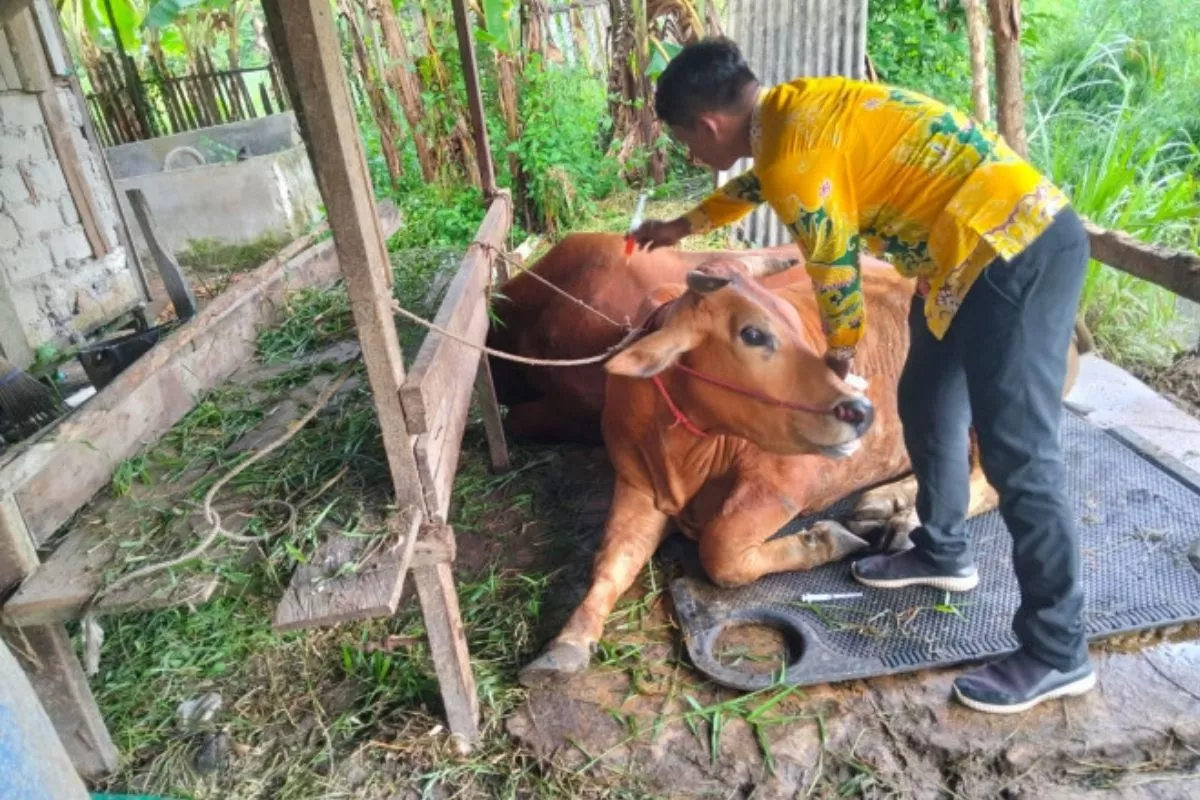 Impor Sapi Hidup RI Capai Rp5,87 Triliun hingga Juli 2026