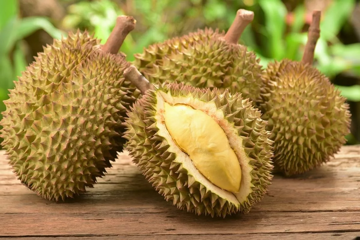 Apdurin Sulteng Jalin Sinergi Dengan Tiongkok demi Ekspor Durian