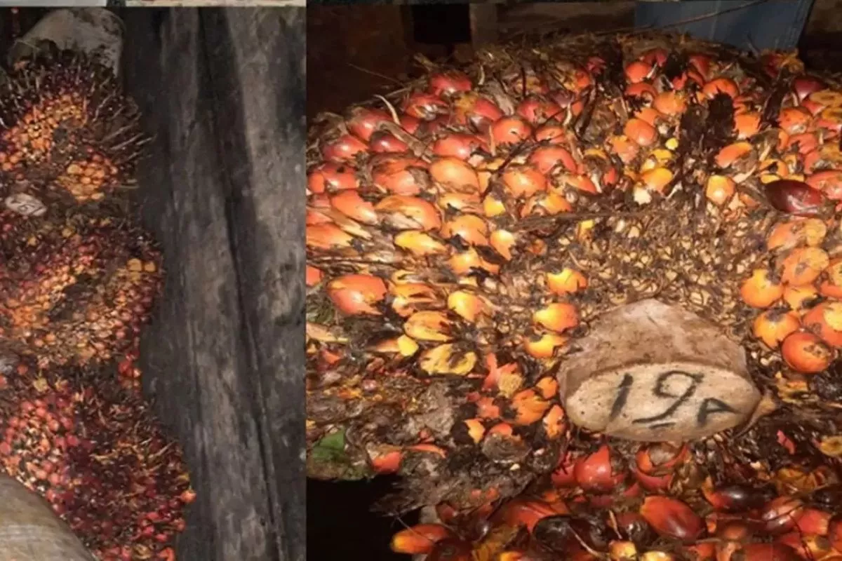 Polsek Lubai Tangkap Pelaku Pencurian Buah Sawit di Kebun Muara Enim