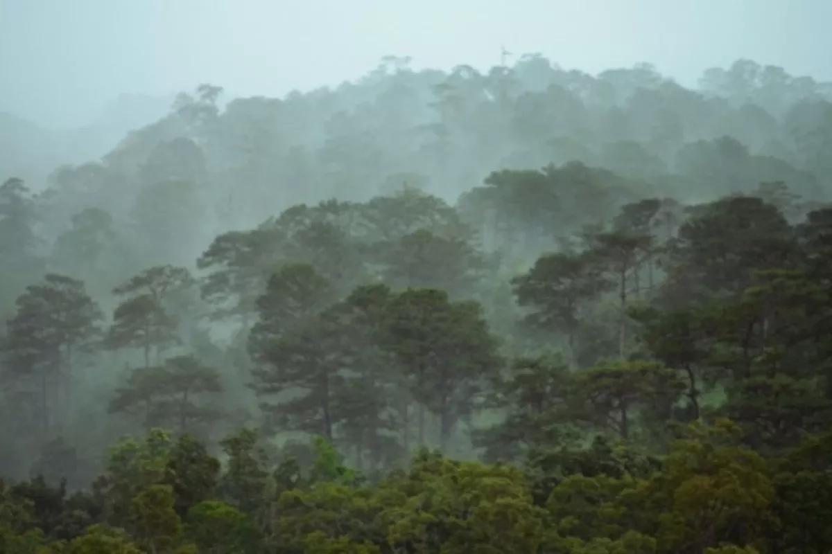 Studi Baru: Kemampuan Hutan Simpan Karbon Tak Setinggi Dugaan