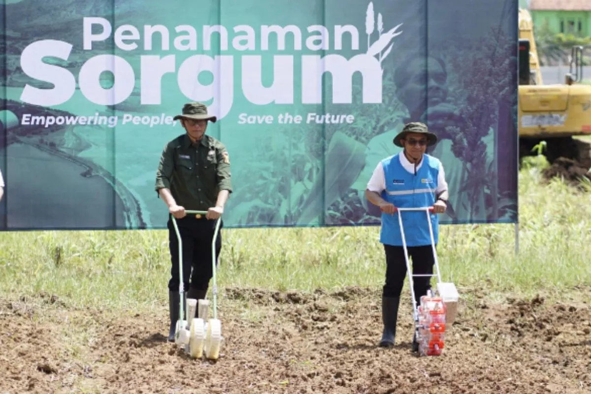 Pacu Transisi Energi, Biomassa Sorgum Jadi Fokus Baru PLN EPI