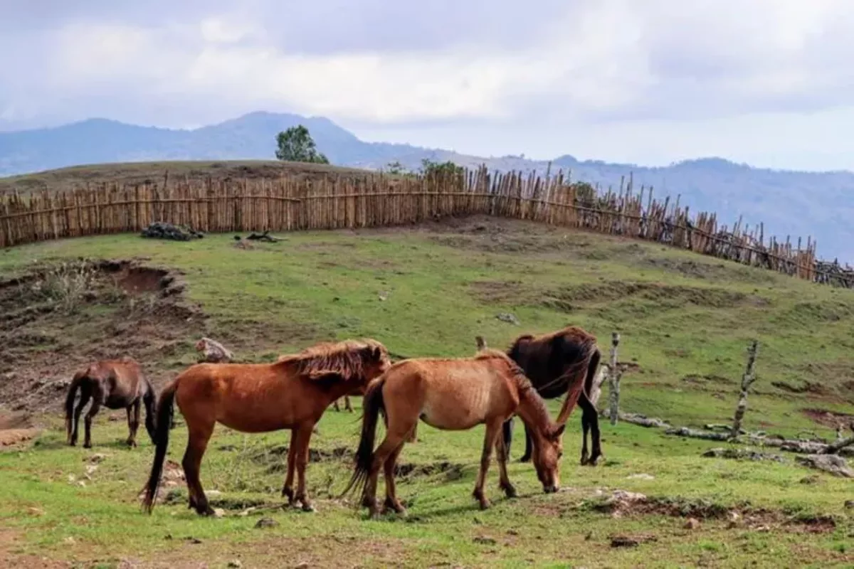 Strategi Tips Ternak Menguntungkan Tanpa Pengalaman di Desa 2026
