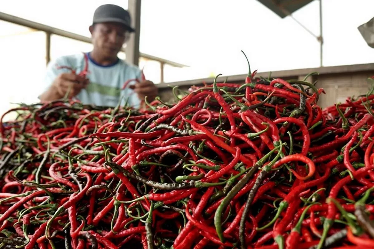 Harga Pangan Nasional: Cabai Rawit Rp63.200/ Kg, Telur Ayam Stabil
