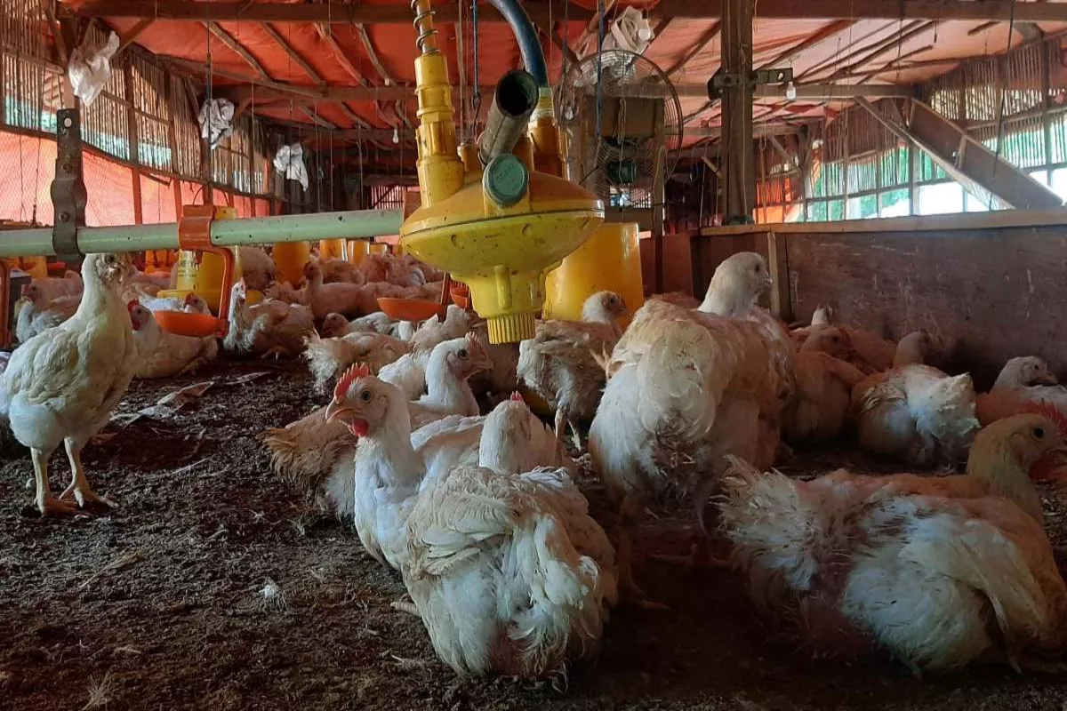 Bapanas Intervensi Jaring Pengaman Harga Ayam Ras Pedaging Hidup