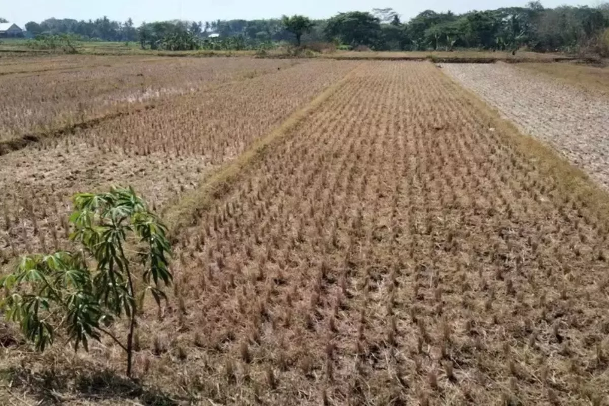 Alasan BMKG Lakukan Modifikasi Cuaca Berdasarkan Kajian Ilmiah
