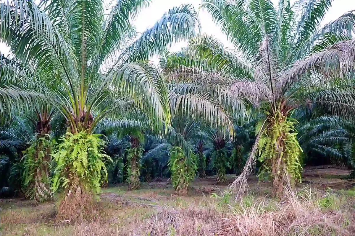 Nusantara Sawit (NSSS) Buka Suara Soal Izin Lahan Sawit Anak Usaha