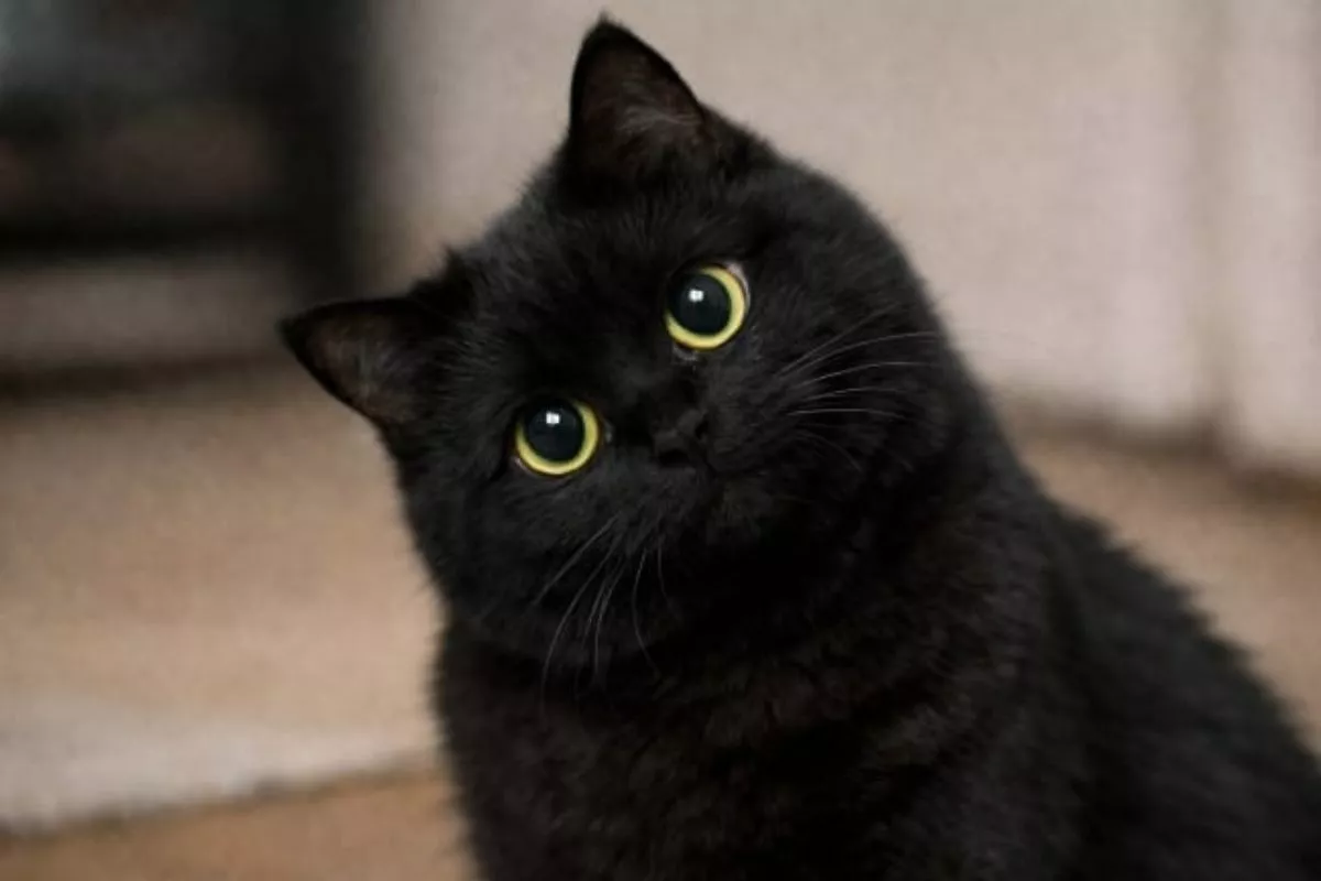Inilah Cara Ampuh Cegah Kucing Buang Kotoran Sembarangan di Halaman