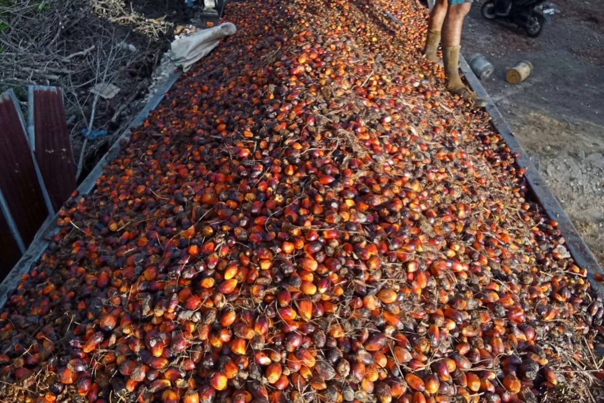 Kabar Baik, Harga Kelapa Sawit di Aceh Singkil Kembali Merangkak Naik