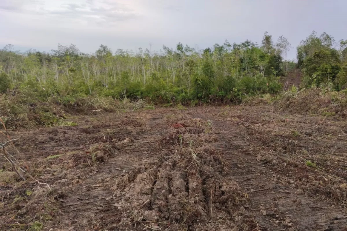 APHI Dukung Inpres Larangan Pembukaan Lahan dengan Cara Membakar