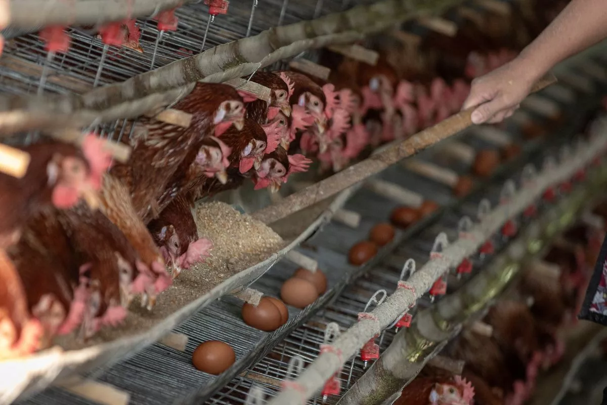 Kementan-Industri Pakan Tunda Kenaikan Harga Demi Peternak Ayam