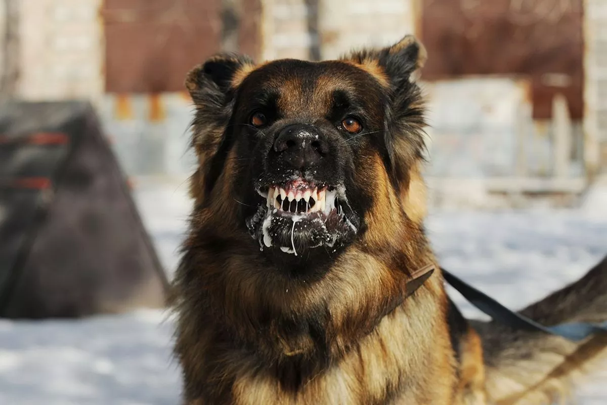 Masyarakat Harus Waspada Terhadap Enam Ciri Anjing Rabies Ini