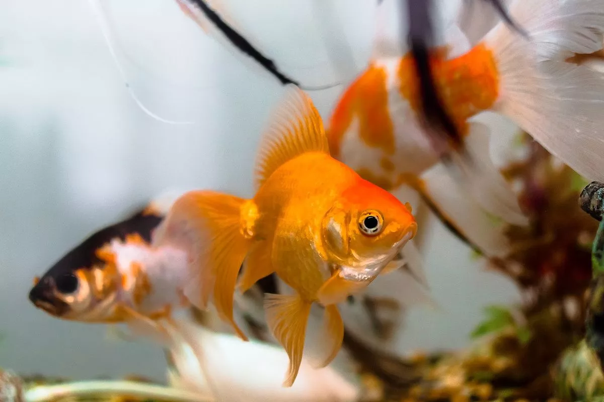 Jenis Makanan Terbaik untuk Mencerahkan Warna Ikan Hias Lengkap