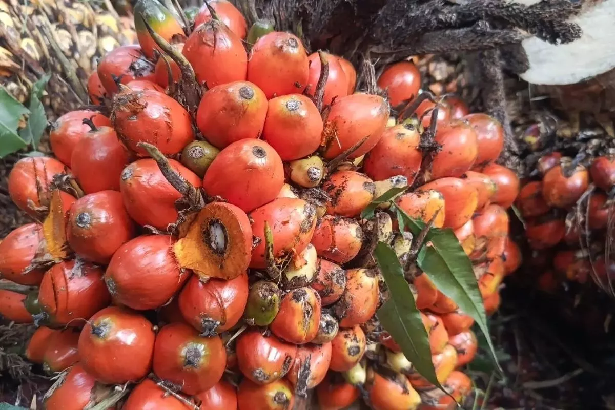 Naik Sepekan ke Depan, Harga TBS Sawit Plasma Sumut Capai Rp3.885/Kg