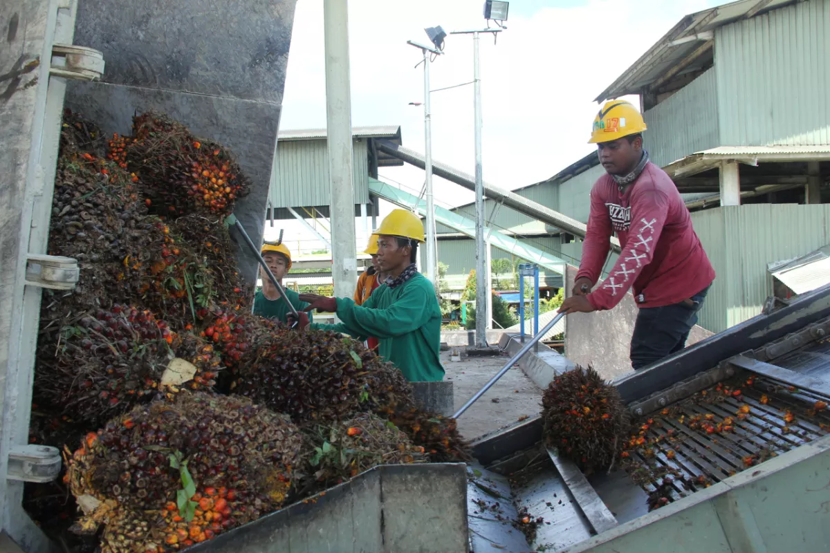 Stok Minyak Sawit Melimpah, Harga CPO Diproyeksi Bergerak Melemah