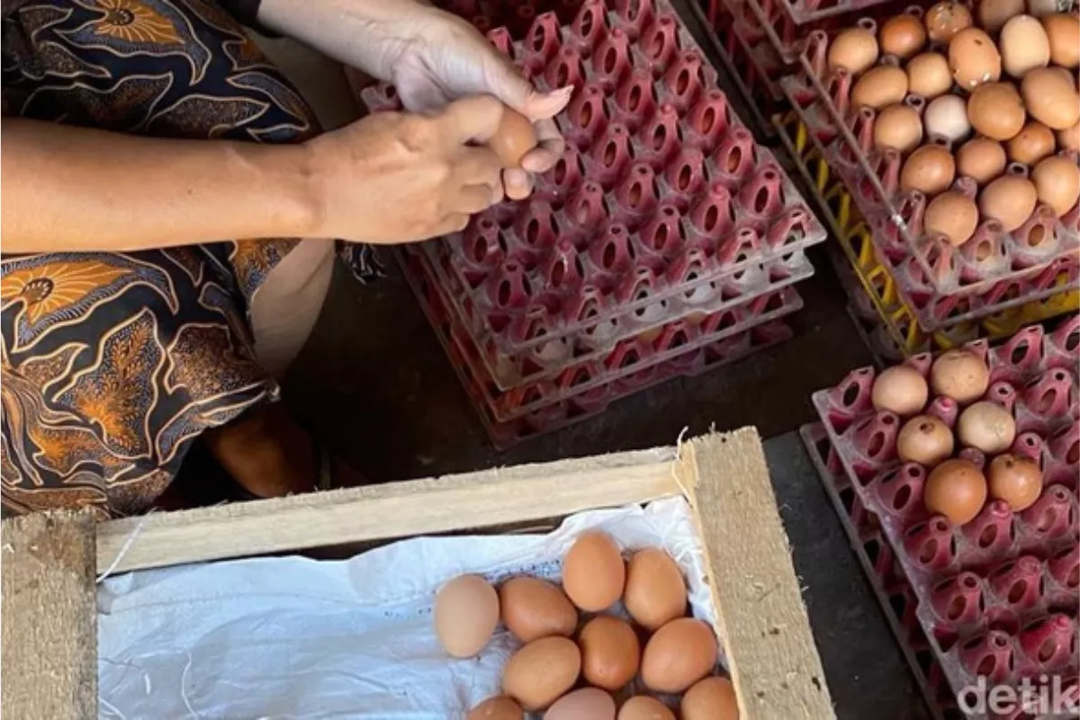 Harga Telur Puyuh Anjlok, Peternak di Batu Rugi Ratusan Ribu Sehari
