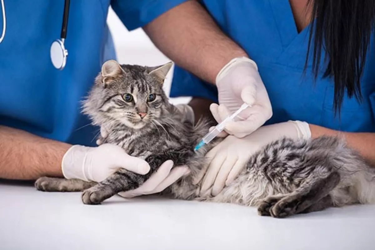 Panduan Lengkap Vaksin dan Obat Cacing Anak Kucing Kampung
