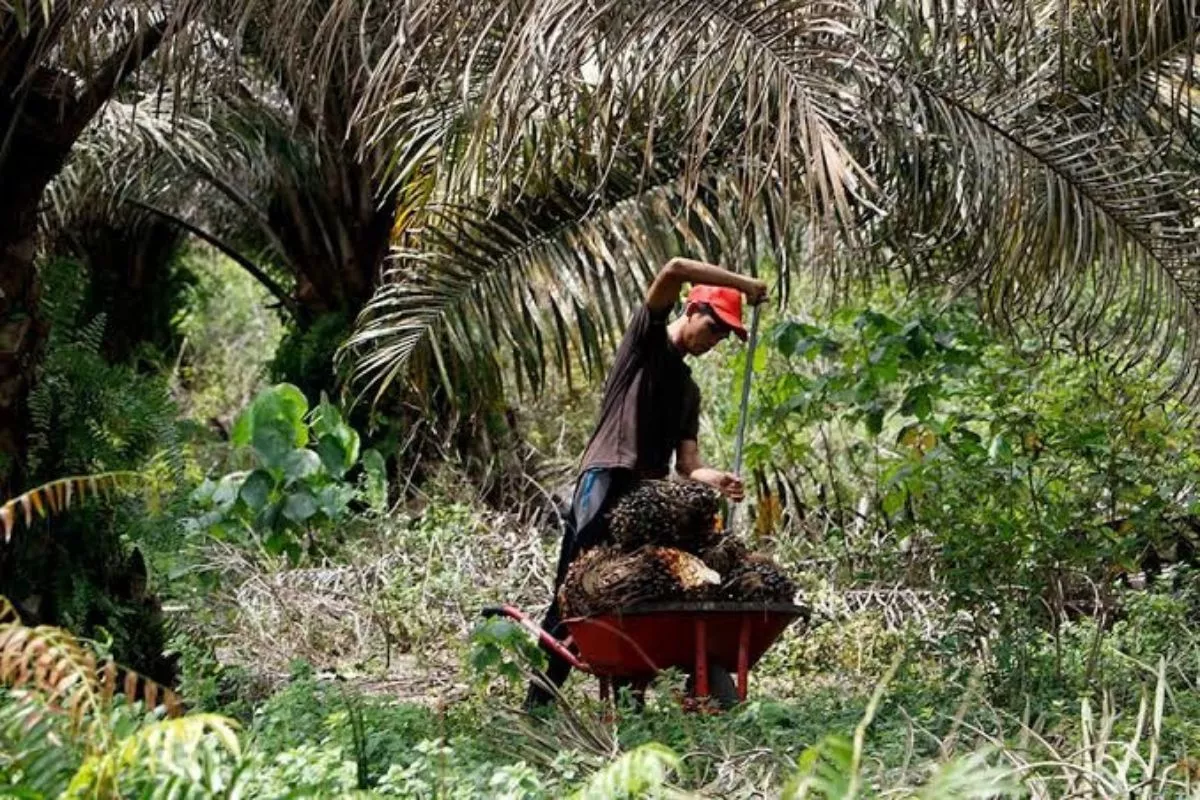 Nusantara Sawit Buka Suara Terkait Izin Lahan Perkebunan Kelapa Sawit