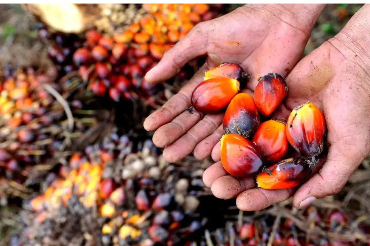 Harga CPO Bursa Malaysia Anjlok Akibat Tekanan Stok dan Pasar China