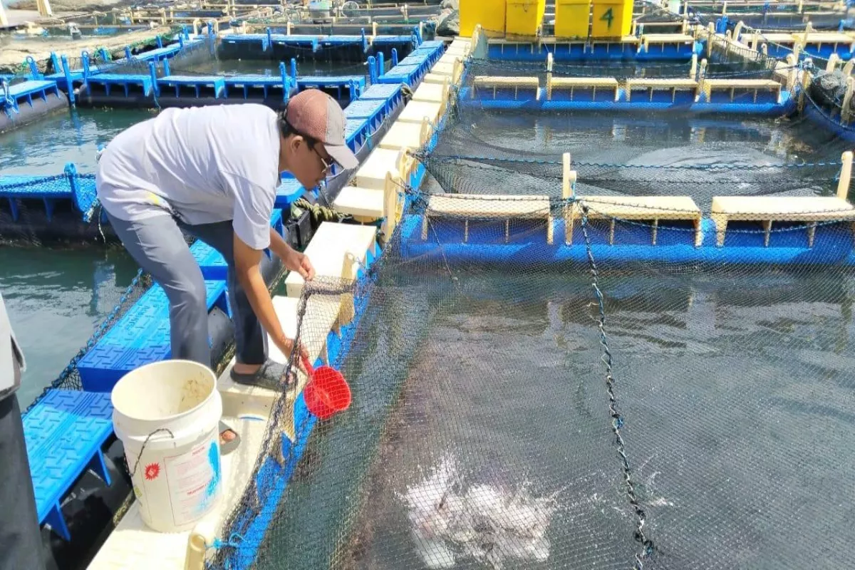 Kelompok Tani Tuah Bersatu Sulap Lahan Kosong Jadi Sentra Hortikultura