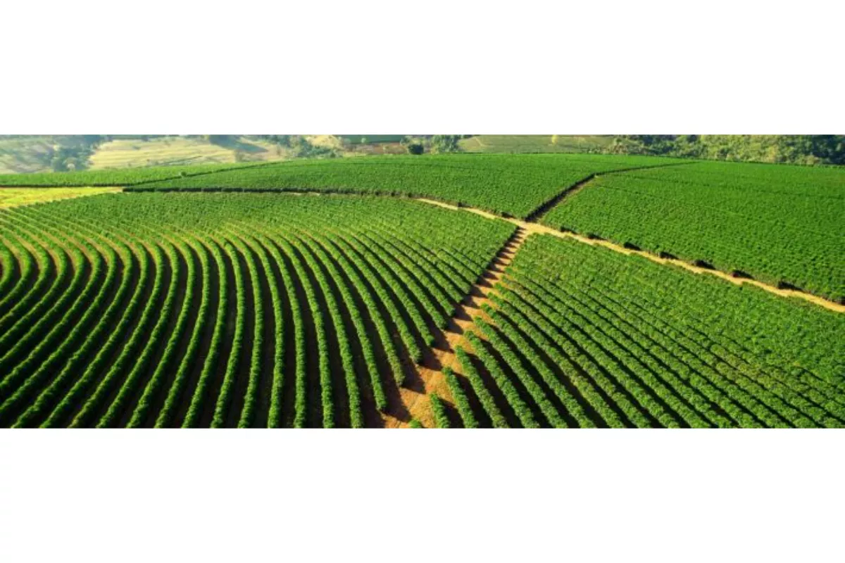 Analisis Sektor Perkebunan Kuartal I 2026: LSIP Tetap Tangguh